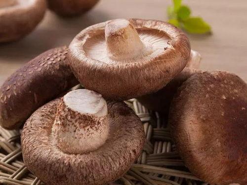 吃瓜官网黑料蘑菇视频